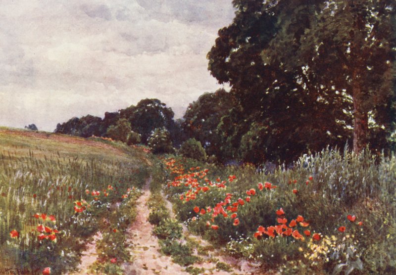 Amapolas (litografía en color) de Harold Sutton Palmer