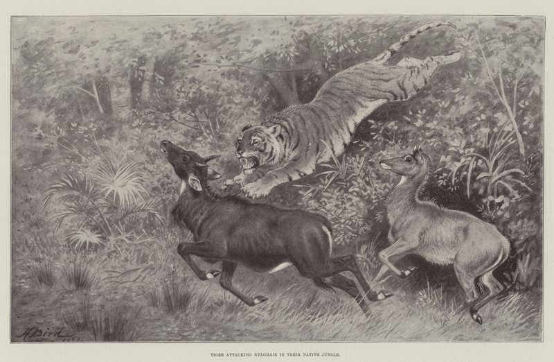 Tigre atacando a Nylghaie en su jungla nativa de Harrington Bird