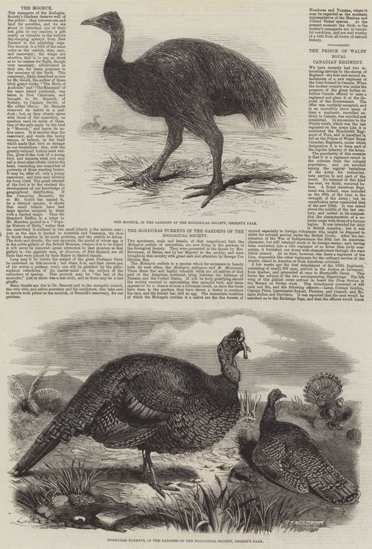 Aves en el Zoológico de Londres de Harrison William Weir