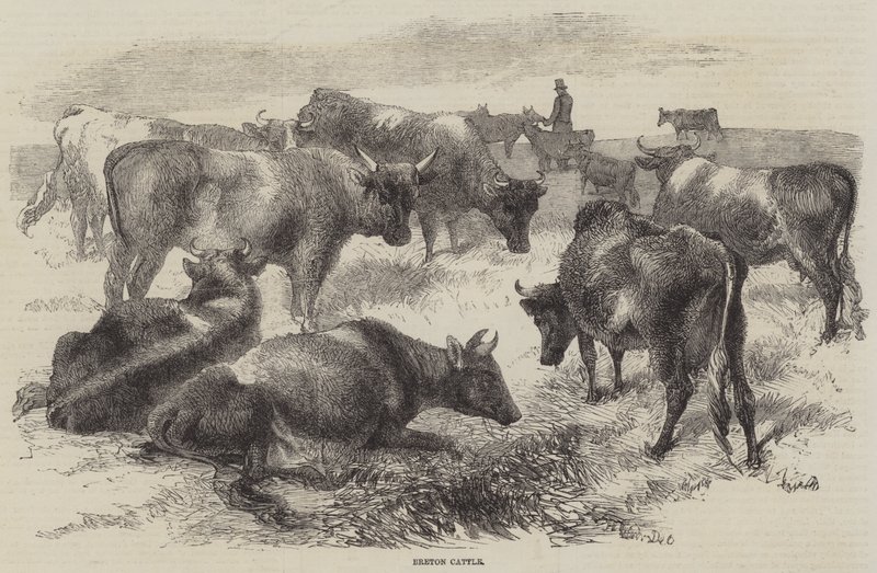 Ganado bretón de Harrison William Weir