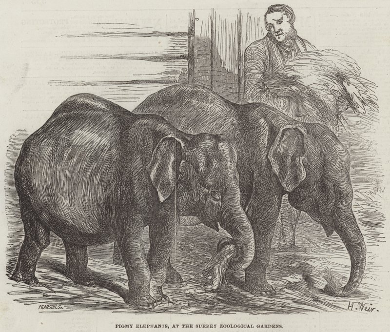 Elefantes pigmeos, en los Jardines Zoológicos de Surrey de Harrison William Weir
