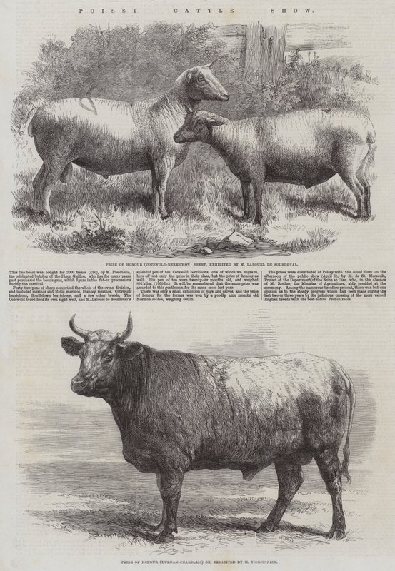 Exposición de ganado en Poissy de Harrison William Weir