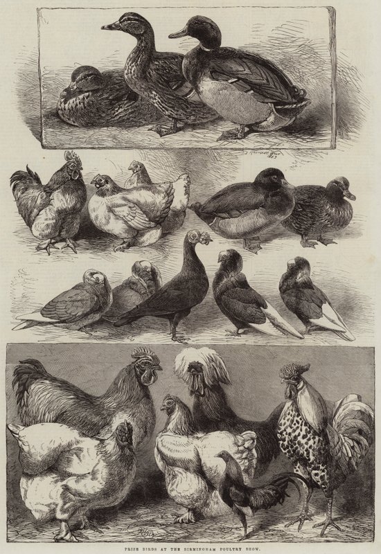 Aves premiadas en la Exposición Avícola de Birmingham de Harrison William Weir