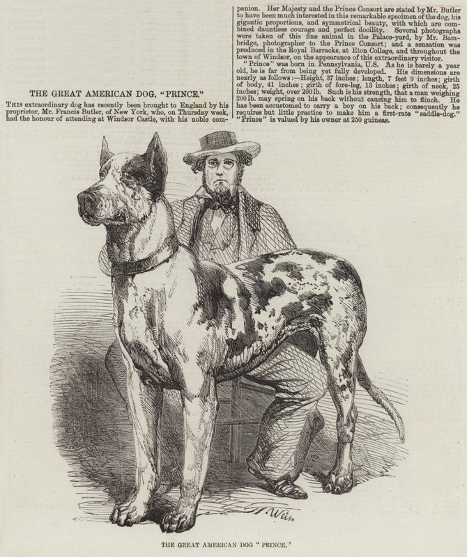 El Gran Perro Americano Príncipe de Harrison William Weir