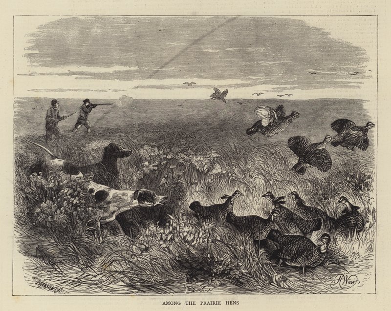 Entre las gallinas de la pradera de Harrison William Weir