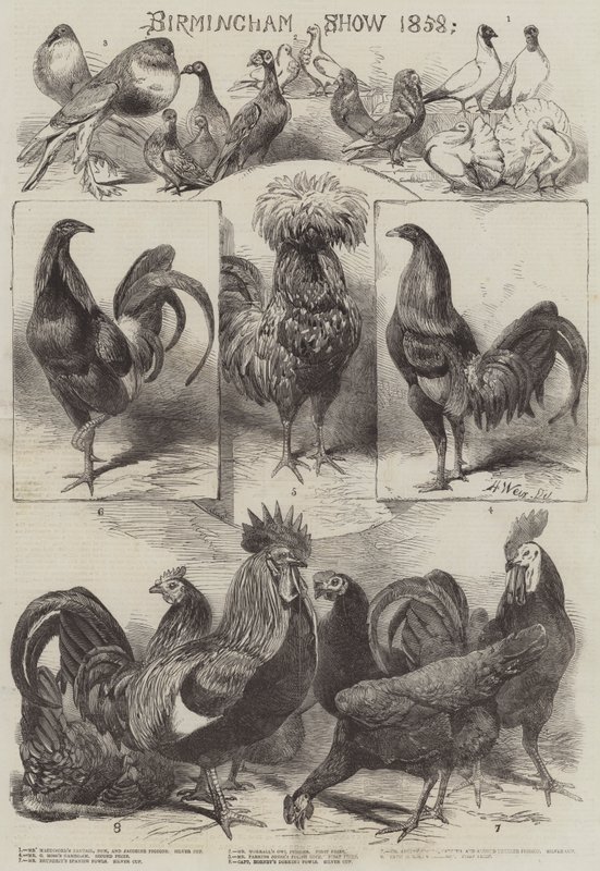Exposición de Birmingham 1858 de Harrison William Weir