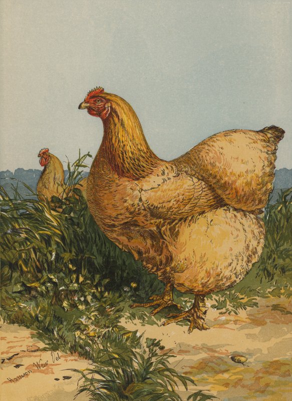 Gallina Cochin Buff de Harrison William Weir