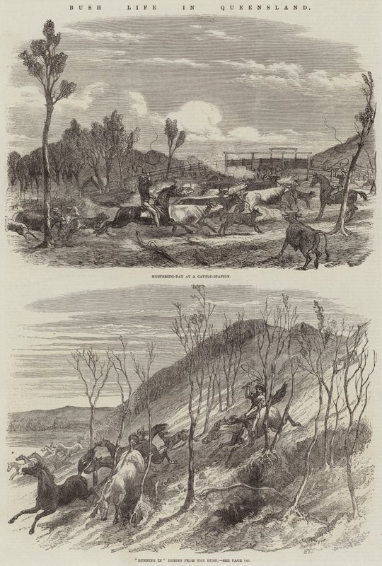 Vida en el monte en Queensland de Harrison William Weir