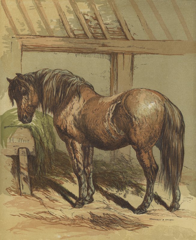 Charlie, el caballo de Harrison William Weir