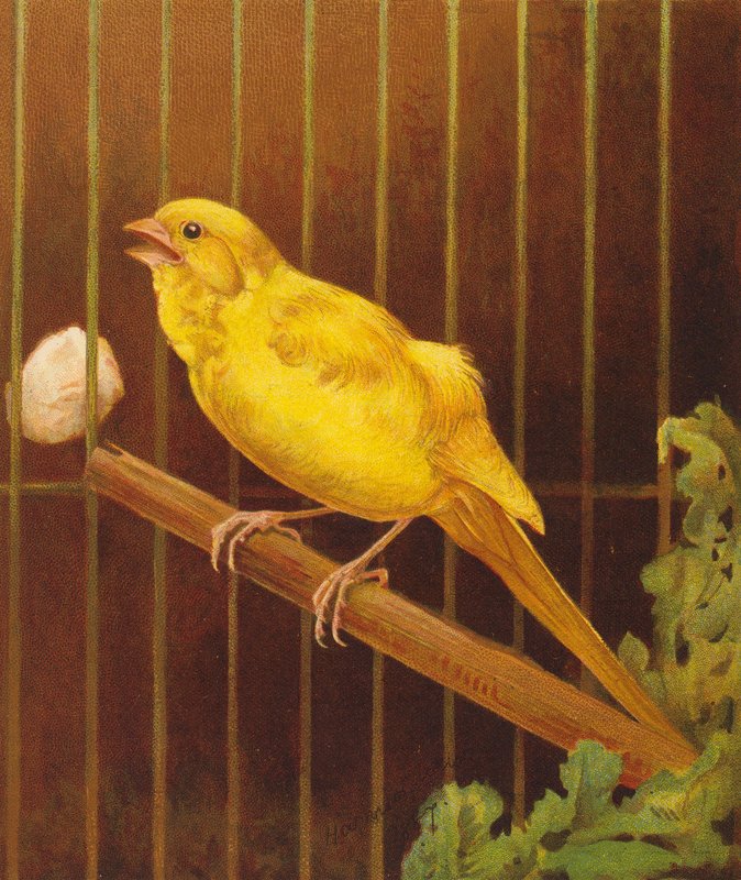 Dickie Bird (litografía en color) de Harrison William Weir