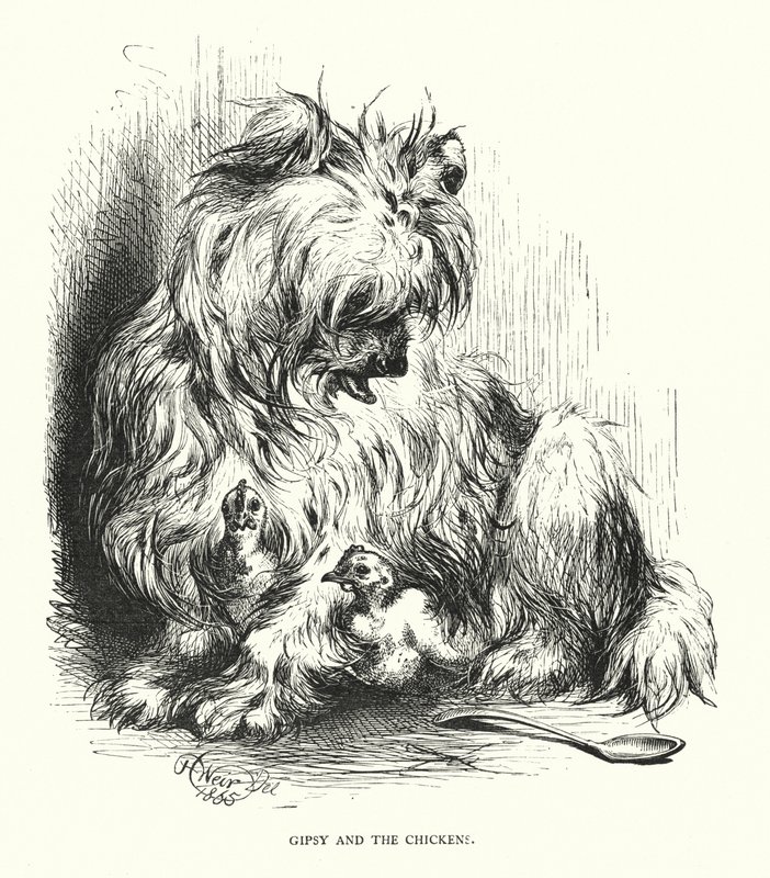 Gitana y el pollo de Harrison William Weir
