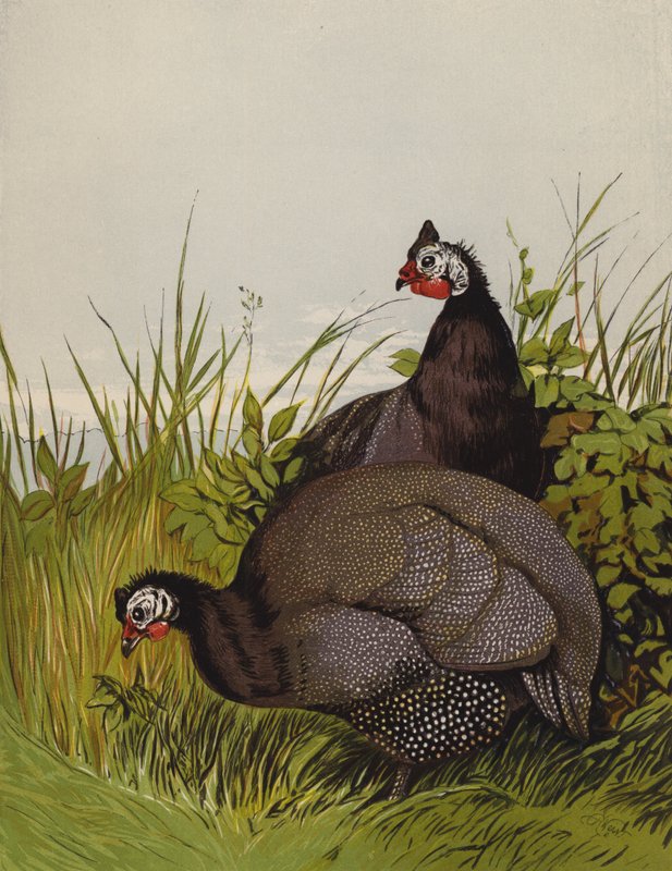 Gallinas de Guinea de Harrison William Weir