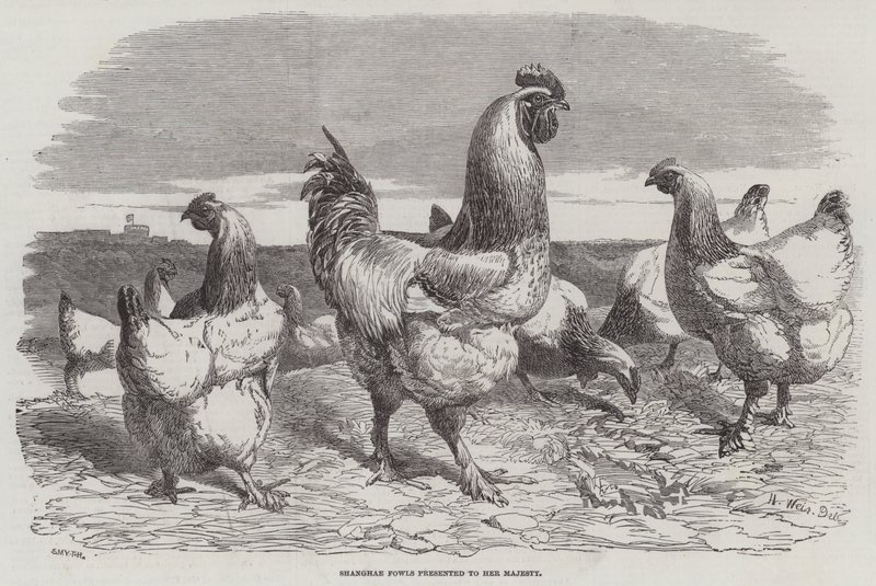 Gallinas de Shanghái presentadas a Su Majestad de Harrison William Weir