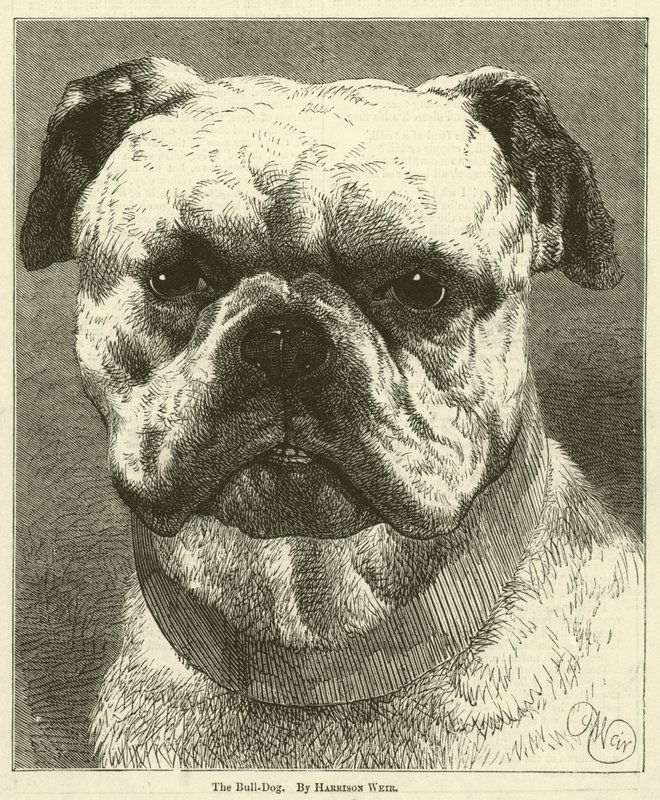 El Bulldog de Harrison William Weir