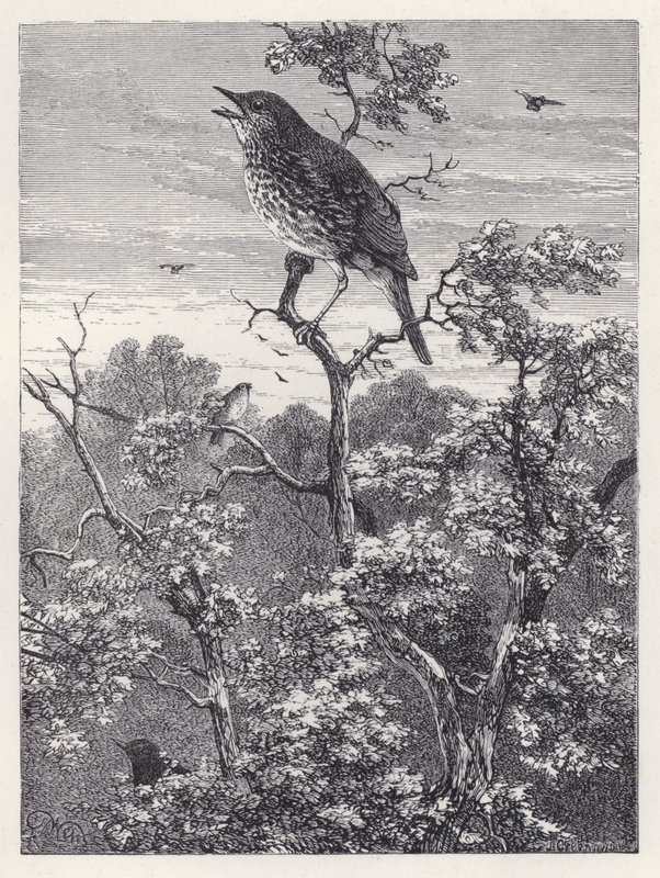 El concierto de los pájaros de Harrison William Weir