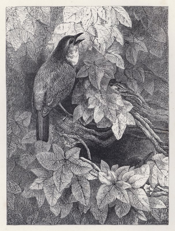 El Nido de los Petirrojos de Harrison William Weir