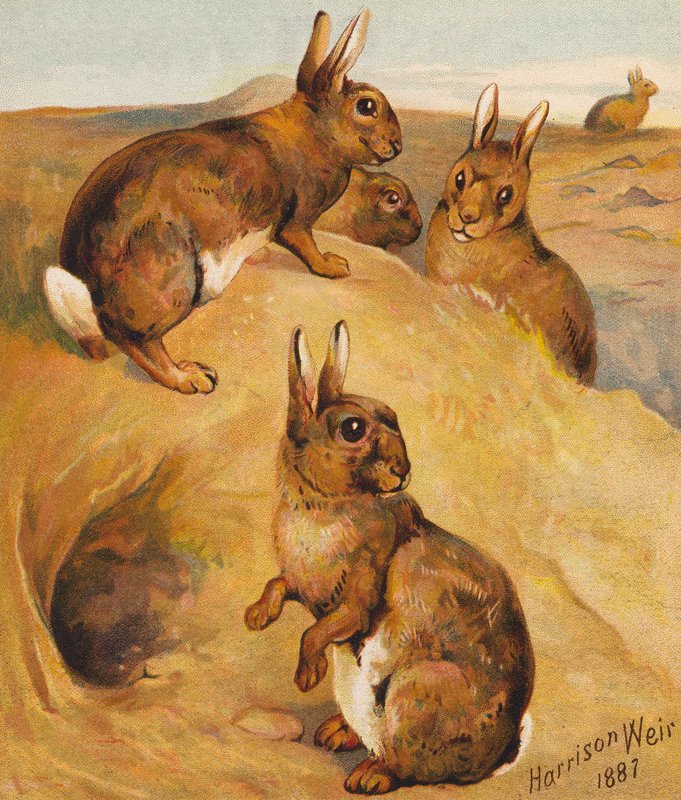 Conejos silvestres (litografía en color) de Harrison William Weir