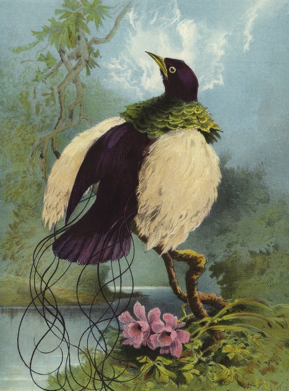 Pájaro Pluma de Hector Giacomelli