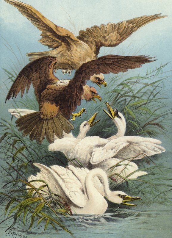 Cisnes y Águilas de Hector Giacomelli