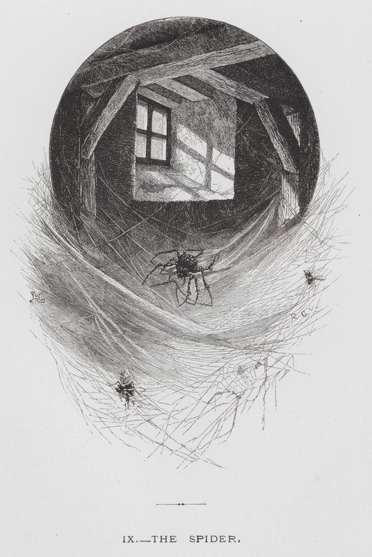 El insecto: La araña de Hector Giacomelli