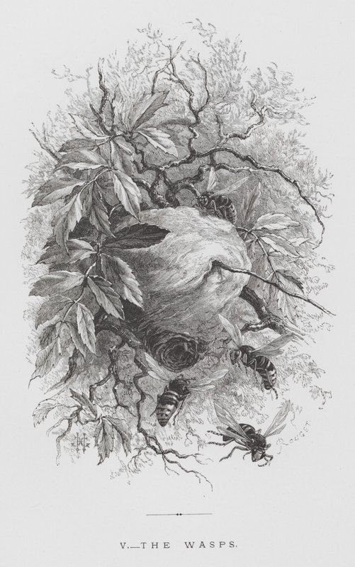 El insecto: Las avispas (grabado) de Hector Giacomelli