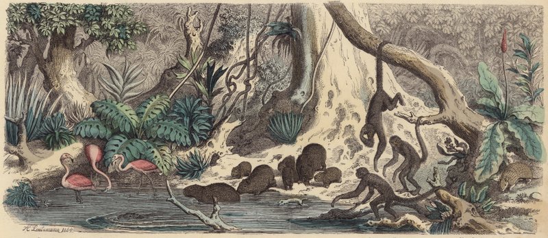 Ribera en Guayana de Heinrich Leutemann