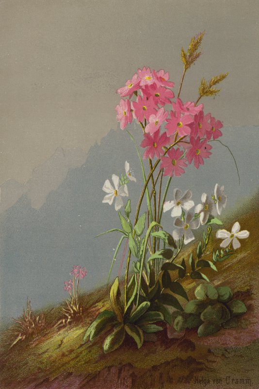 Flores de montaña de Helga von Cramm