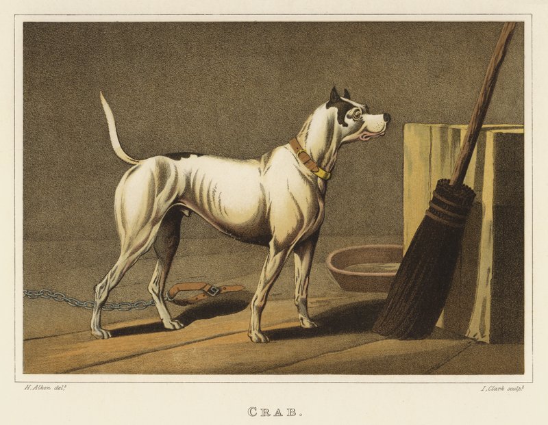 Cangrejo de Henry Thomas Alken