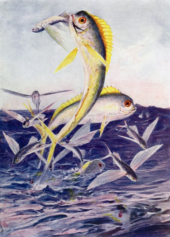 Peces Voladores Atacados de Henry Charles Seppings Wright