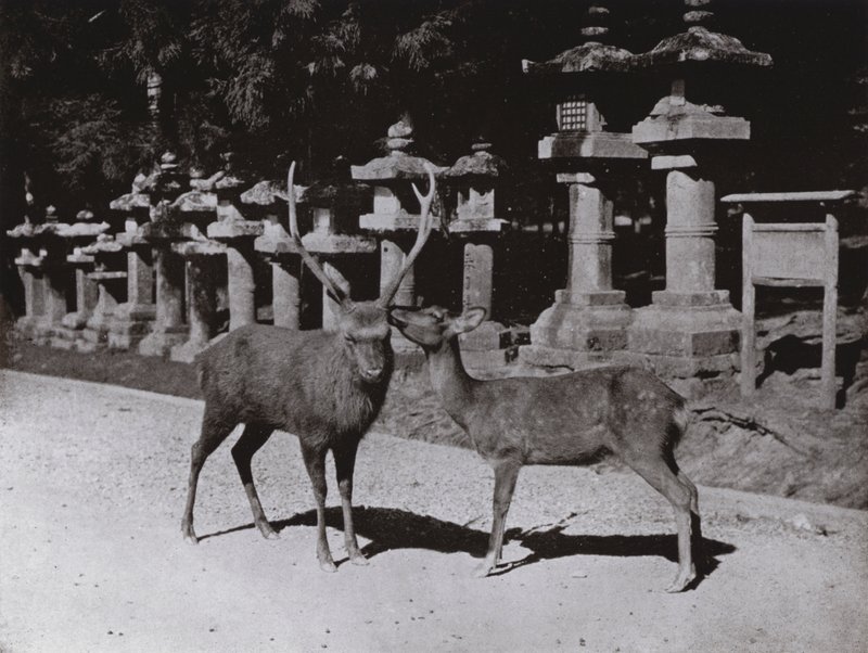 Ciervo, un estudio en Nara de Herbert Ponting