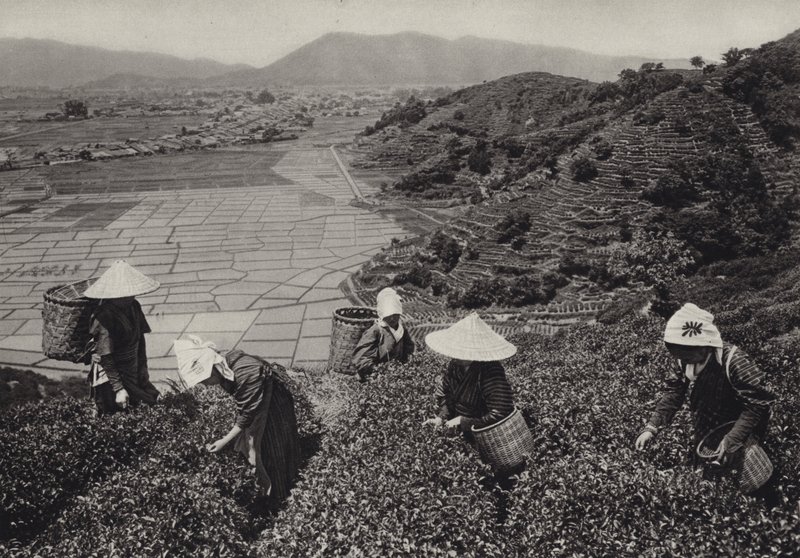 Japón en la década de 1920: Cosecha de té (foto en b/n) de Herbert Ponting