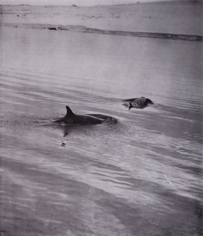 "Por todos lados ballenas asesinas" de Herbert Ponting
