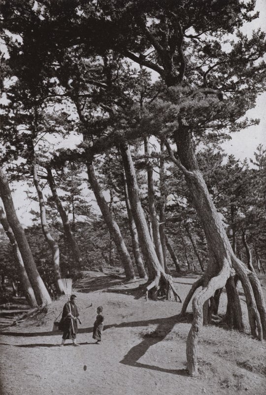 Los pinos de Shizu-ura de Herbert Ponting