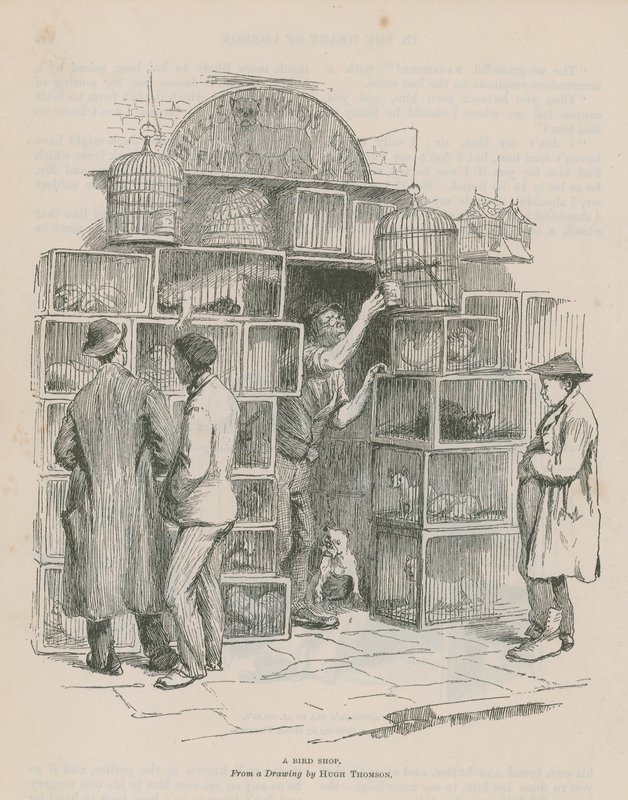 Una tienda de pájaros de Hugh Thomson