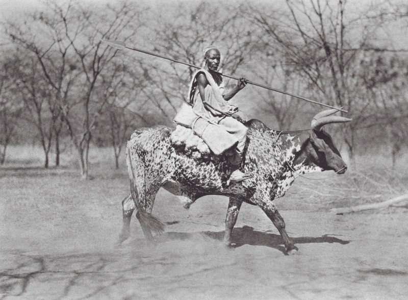 África: Aulad Hamid, jinete de bueyes (foto b/n) de Hugo Adolf Bernatzik