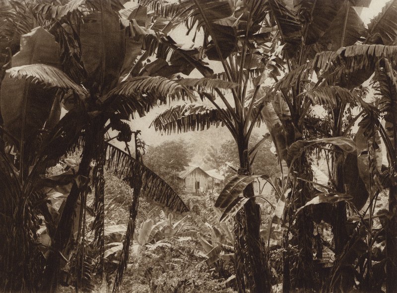 Mexico: Atoyac, Bananos (b/w photo) de Hugo Brehme
