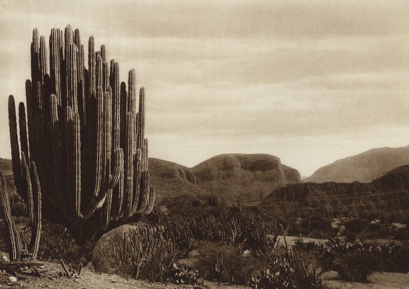 México: Cuicatian, "Cereus candelabrum" (foto b/n) de Hugo Brehme