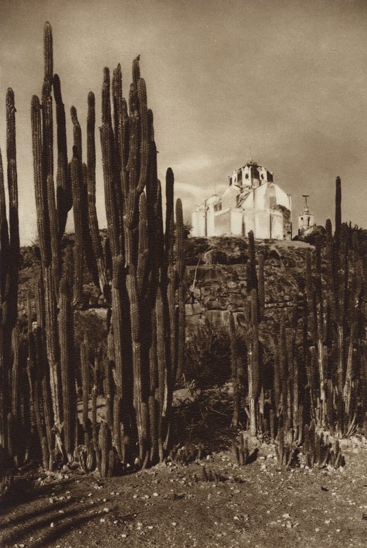 México: Zapottlan, "Cereus bavosus" (foto b/n) de Hugo Brehme