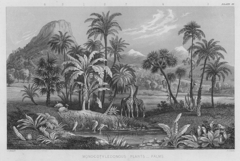 Plantas monocotiledóneas, palmas de J. (after) Stewart