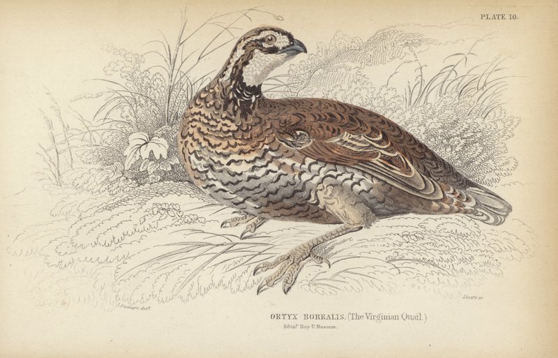 El Codorniz de Virginia de J. Stewart