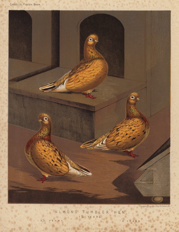Palomas: Vaso de Almendra Gallina de J. W. (after) Ludlow