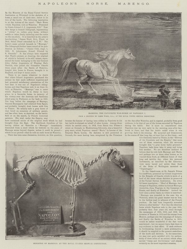 El Caballo de Napoleón, Marengo de James Ward