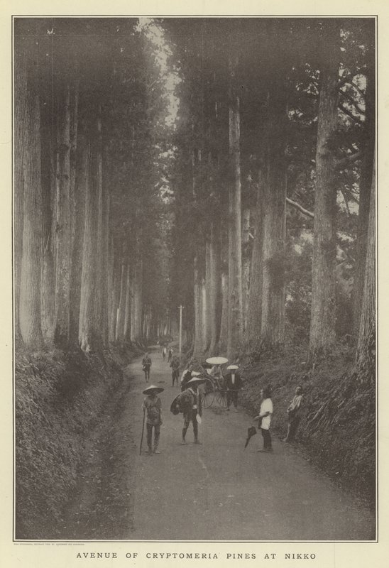 Avenida de pinos Cryptomeria en Nikko de Japanese Photographer
