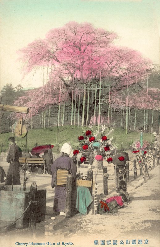 Flores de cerezo, Gion, Kioto, Japón de Japanese Photographer