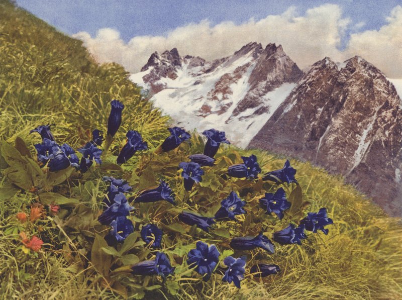 Suiza: Genciana (foto en color) de Jean Gaberell