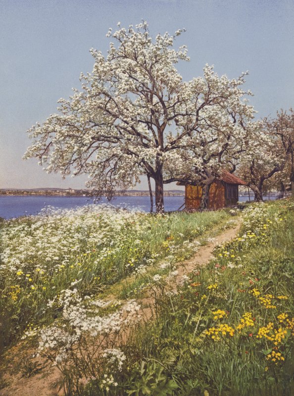 Suiza: May-Time (foto en color) de Jean Gaberell