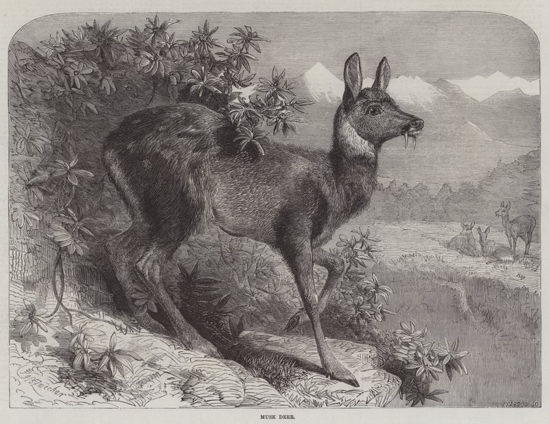 Ciervo almizclero de Johann Baptist Zwecker