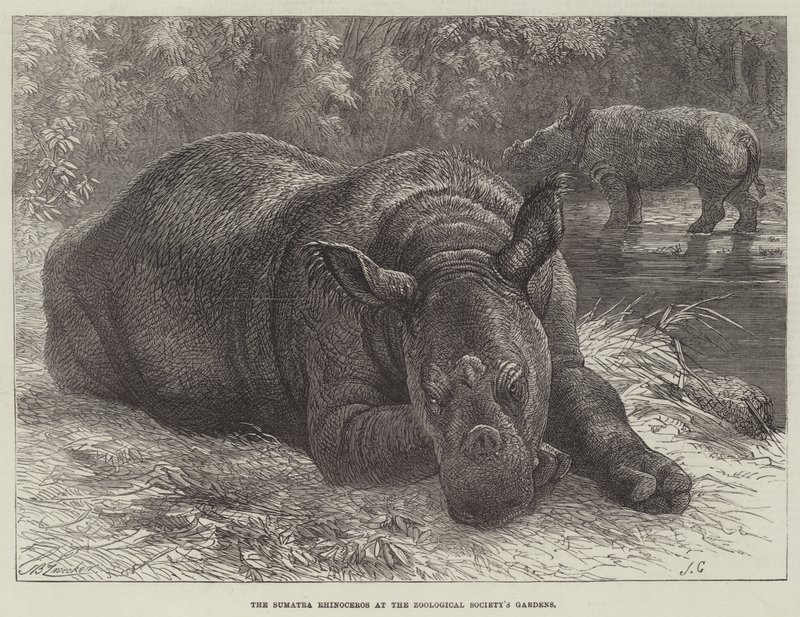 El rinoceronte de Sumatra en los Jardines de la Sociedad Zoológica de Johann Baptist Zwecker