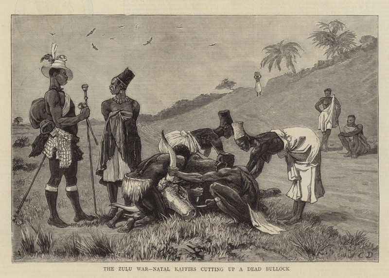 La guerra zulú, los cafres de Natal cortando un buey muerto de John Charles Dollman