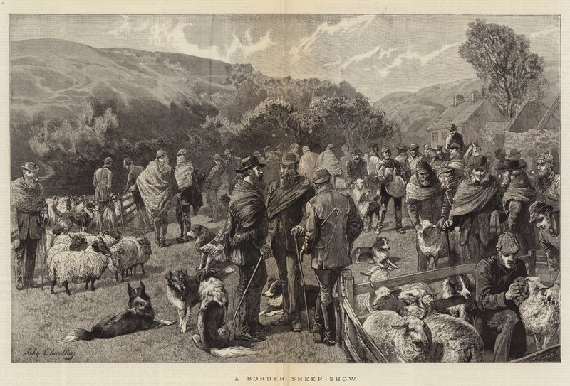 Exposición de ovejas en la frontera de John Charlton